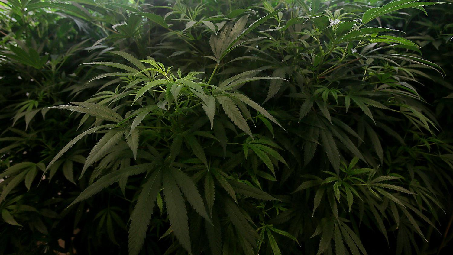 Study: Marijuana legalization would generate $82M in taxes for Arizona